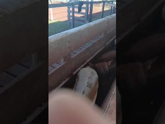 Electronic Eartags  cattle ear tags electronic sheep tags animal ear tags