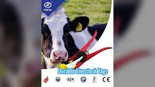 Durable Cow Ear Tags For Livestock Tracking