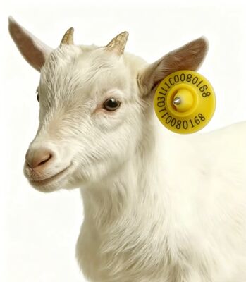 ICAR Certified RFID Ear Tag with TPU Material and 134.2kHz Frequency for Sheep and Goat Management