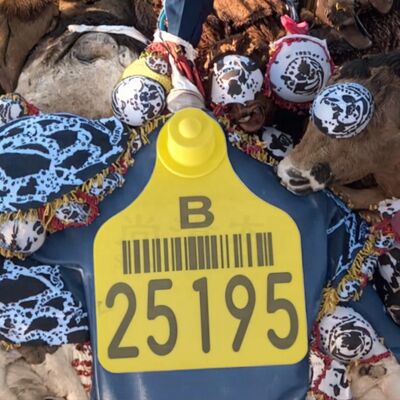 ICAR Certified Customizable TPU Sheep Ear Tags with Printing