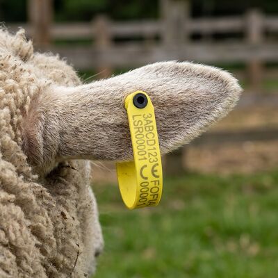 New Premium Integrated Livestock Ear Tag 1-100 Numbered Anti-Fall TPU Waterproof Ear Labels for Sheep Goats Farm Animal ID Tags