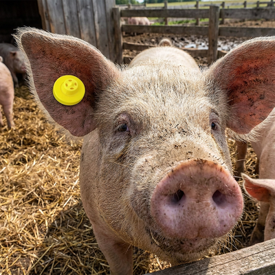 ISO11784/5 FULL ICAR Approved Electronic Ear Tag Waterproof RFID Goat Tag for Farm Management