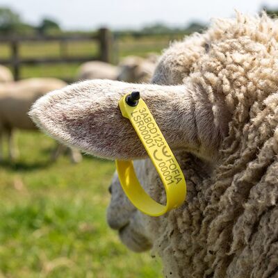 New Fofia High-Temperature Resistant Integrated Anti-Shedding Laser-Coded Electronic ET969 Yellow Sheep RFID Ear Tag TPU Animal